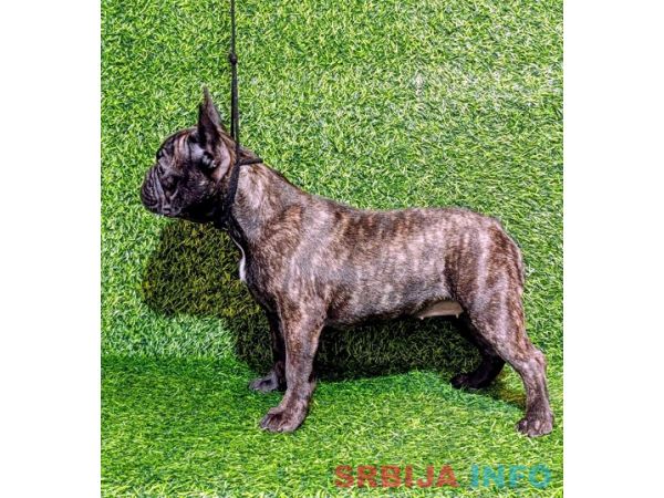 FRANCUSKI BULDOG - žensko štene