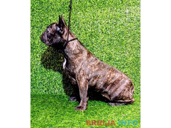 FRANCUSKI BULDOG - žensko &scaron;tene