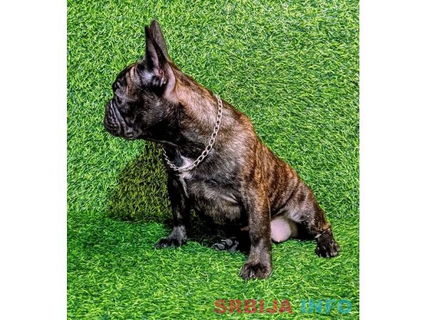 FRANCUSKI BULDOG - žensko &scaron;tene