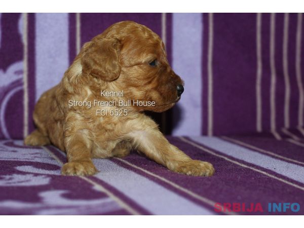 Crvena Toy Pudla stenci