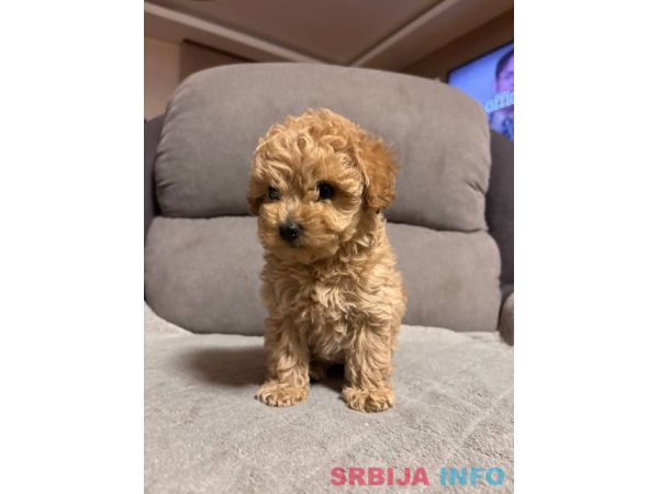 Pudla mini