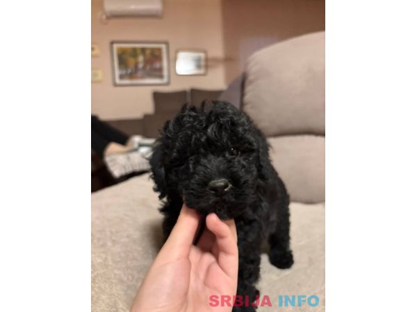 Pudla mini