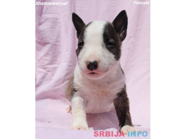 Mini Bull Terijer štenci