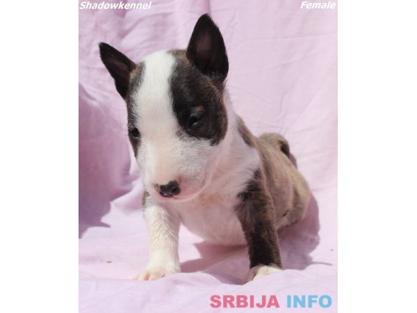 Mini Bull Terijer &scaron;tenci