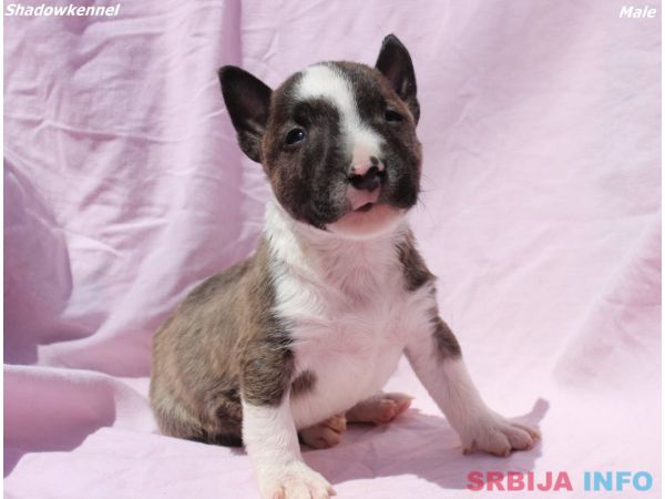 Mini Bull Terijer &scaron;tenci