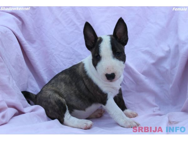 Mini Bull Terijer &scaron;tenci