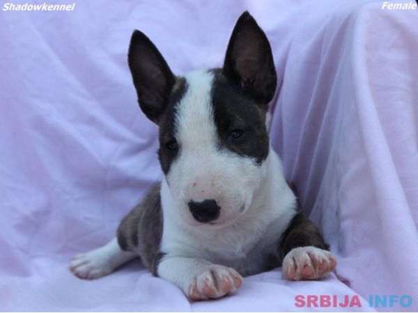 Mini Bull Terijer &scaron;tenci