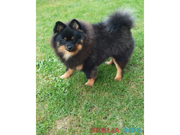 Pomeranski spic muzjak