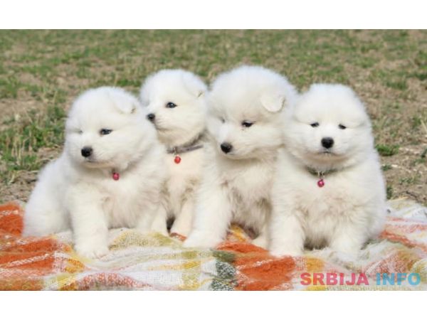 Samojed prelepi &scaron;tenci
