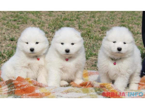 Samojed prelepi &scaron;tenci