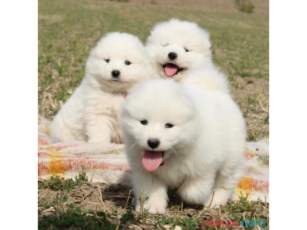 Samojed prelepi &scaron;tenci