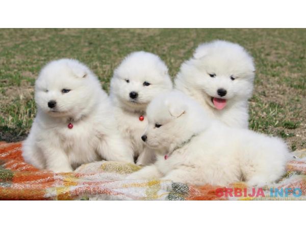Samojed prelepi &scaron;tenci