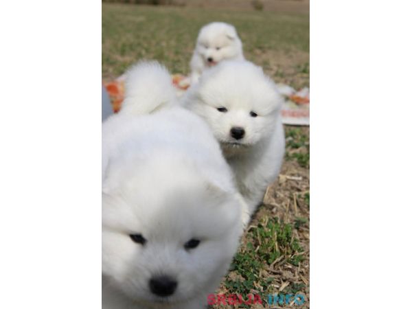 Samojed prelepi &scaron;tenci