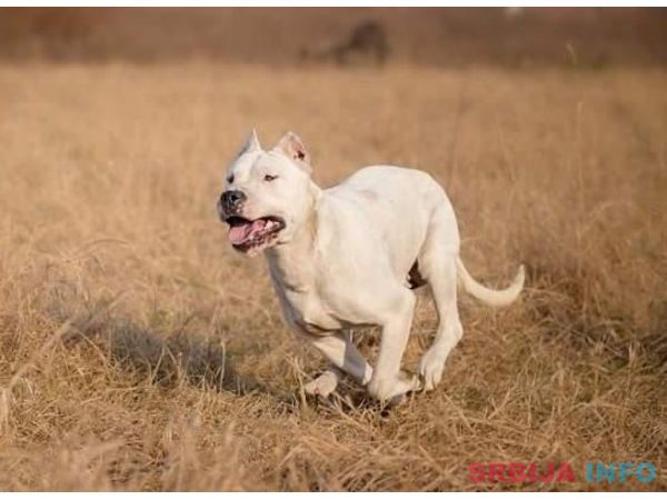 Stenci Argentinske doge na prodaju