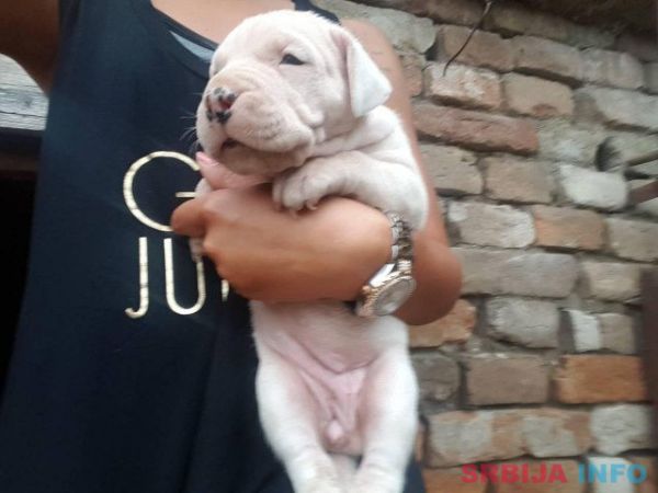 Stenci Argentinske doge na prodaju