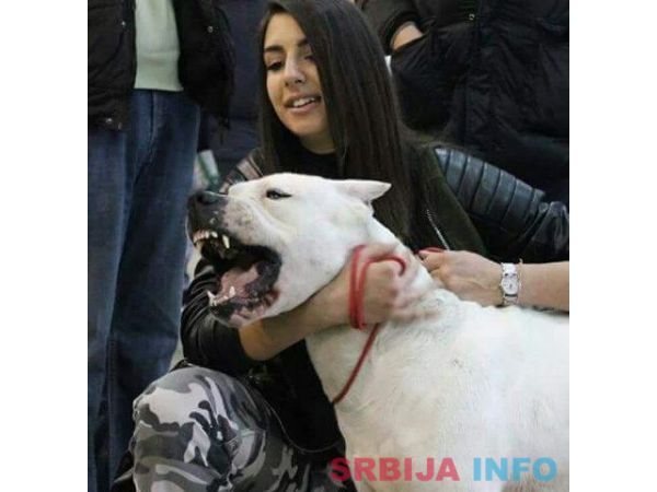 Stenci Argentinske doge na prodaju