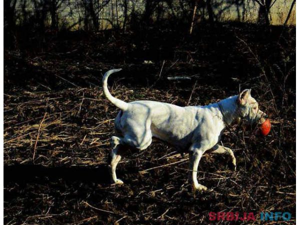 Stenci Argentinske doge na prodaju