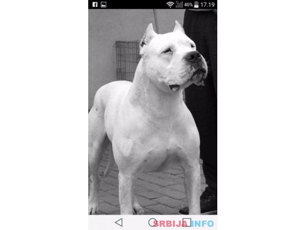 Stenci Argentinske doge na prodaju