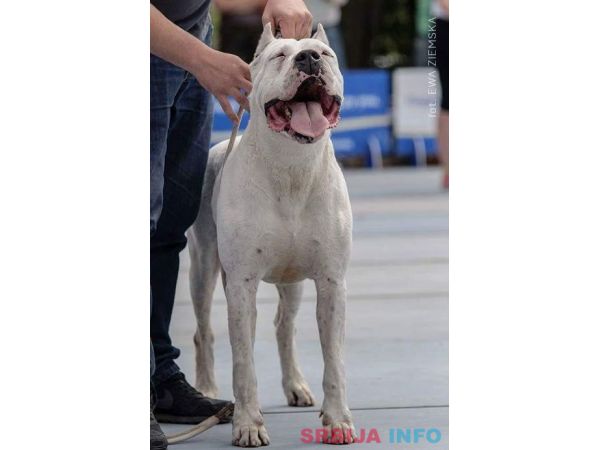 Stenci Argentinske doge na prodaju