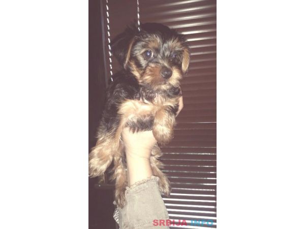 Jorksir terijer mini stenad