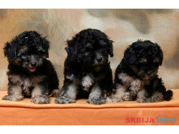 Havanski Bi&scaron;on, stenad vrhunskog porekla