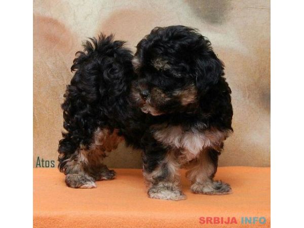 Havanski Bi&scaron;on, stenad vrhunskog porekla