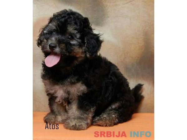 Havanski Bi&scaron;on, stenad vrhunskog porekla