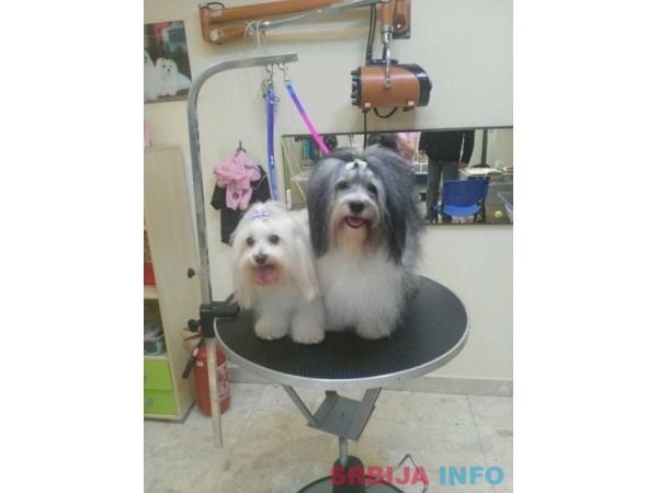 Havanski Bi&scaron;on, stenad vrhunskog porekla