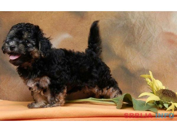 Havanski Bi&scaron;on, stenad vrhunskog porekla