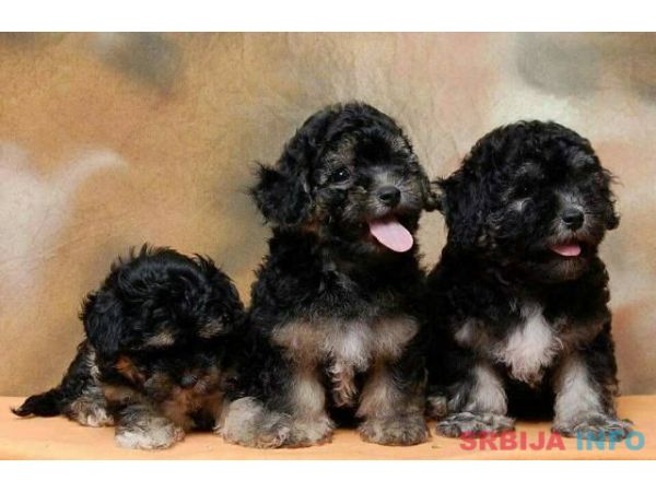 Havanski Bi&scaron;on, stenad vrhunskog porekla