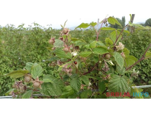Sadnice maline