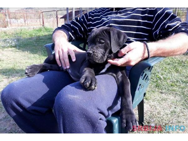 Cane corso(kane korso) &scaron;tenci