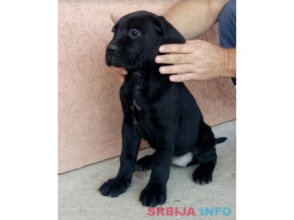 Cane corso(kane korso) &scaron;tenci