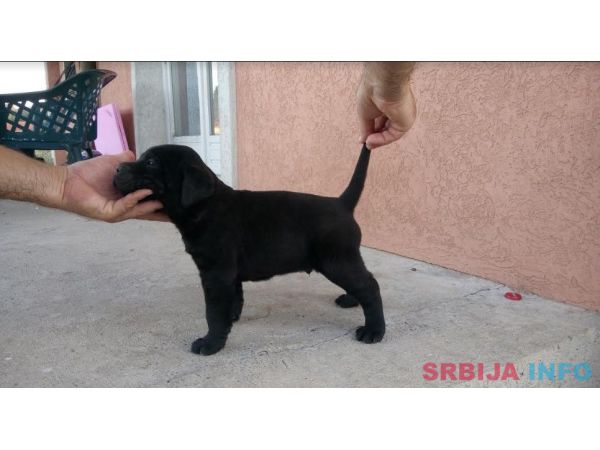 Cane corso(kane korso) &scaron;tenci