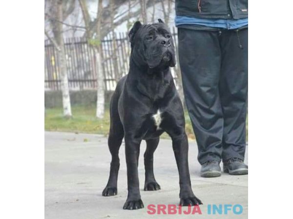 Cane corso(kane korso) &scaron;tenci