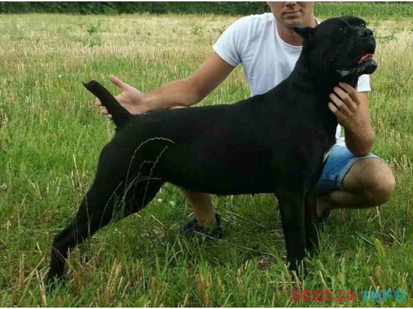Cane corso(kane korso) &scaron;tenci
