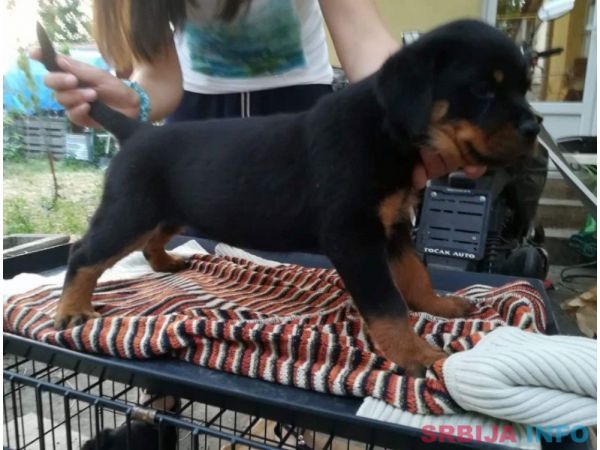 Rotvajler stenci na prodaju