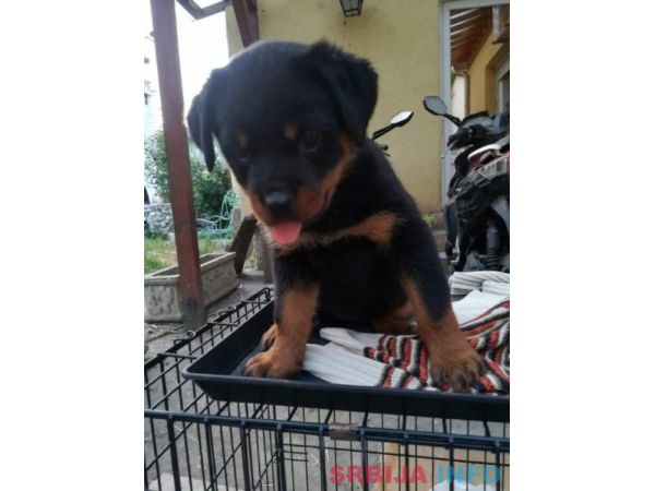 Rotvajler stenci na prodaju