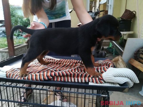 Rotvajler stenci na prodaju