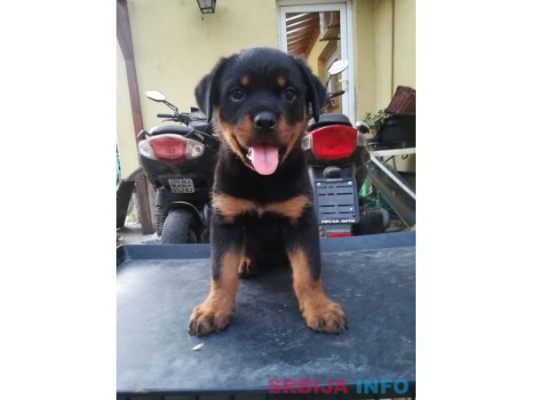 Rotvajler stenci na prodaju