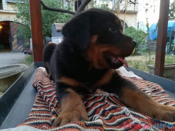 Rotvajler stenci na prodaju