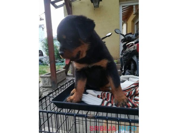 Rotvajler stenci na prodaju