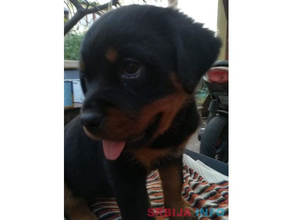 Rotvajler stenci na prodaju