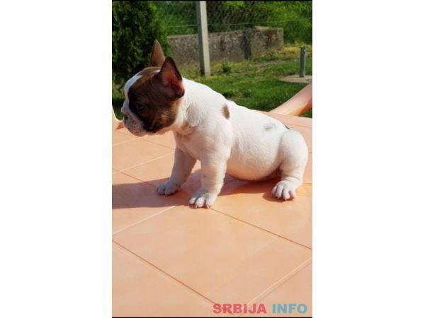 Musko i zensko stene Francuskog buldoga