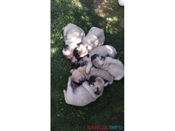 &Scaron;tenci mopsa na prodaju, tri mužijaka i dve ženke