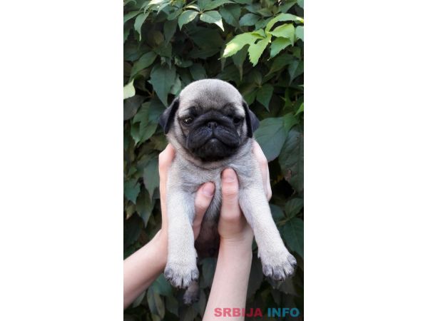 &Scaron;tenci mopsa na prodaju, tri mužijaka i dve ženke