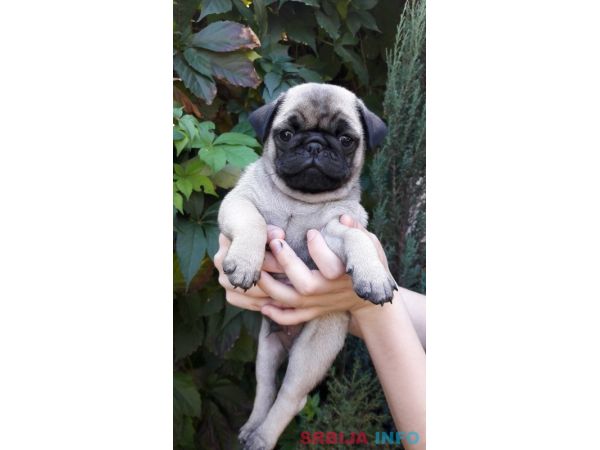 &Scaron;tenci mopsa na prodaju, tri mužijaka i dve ženke