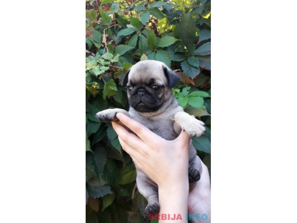 &Scaron;tenci mopsa na prodaju, tri mužijaka i dve ženke