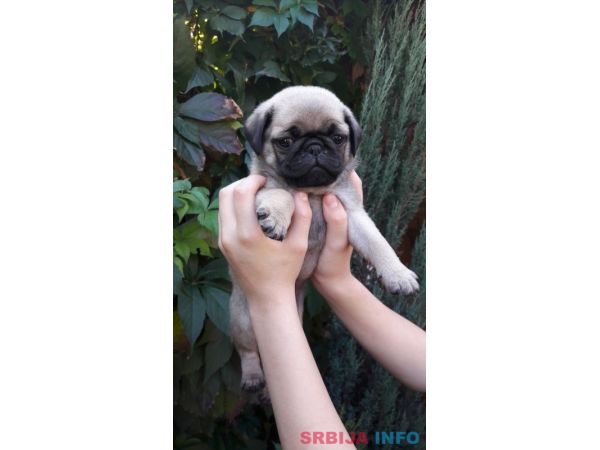 &Scaron;tenci mopsa na prodaju, tri mužijaka i dve ženke