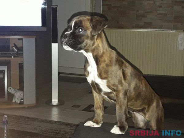 Nemacki Bokser stene